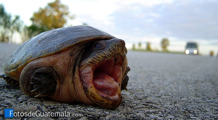Las tortugas de la carretera